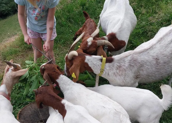 Glamping Apartma Oaza Miru 普雷德沃尔